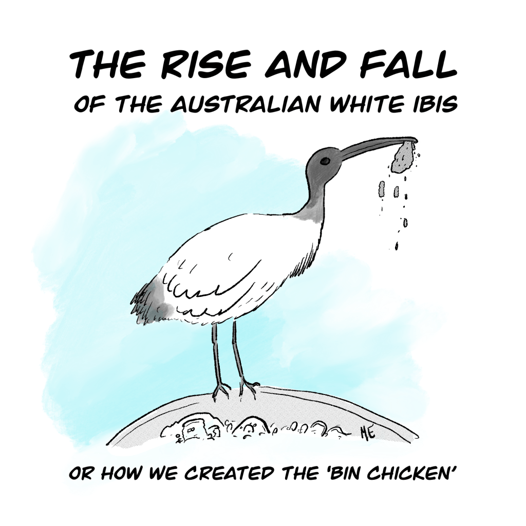 Rise and Fall of Australia’s Bin&nbsp;Chicken